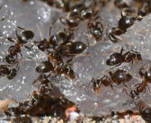 Get close to the action for ant control